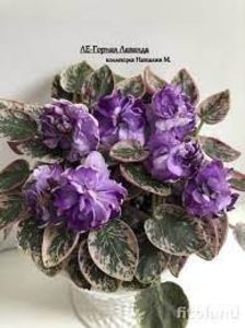 LE Gornaya Lavanda - LE Gornaya Lavanda