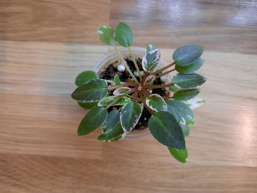  - LE Gornaya Lavanda