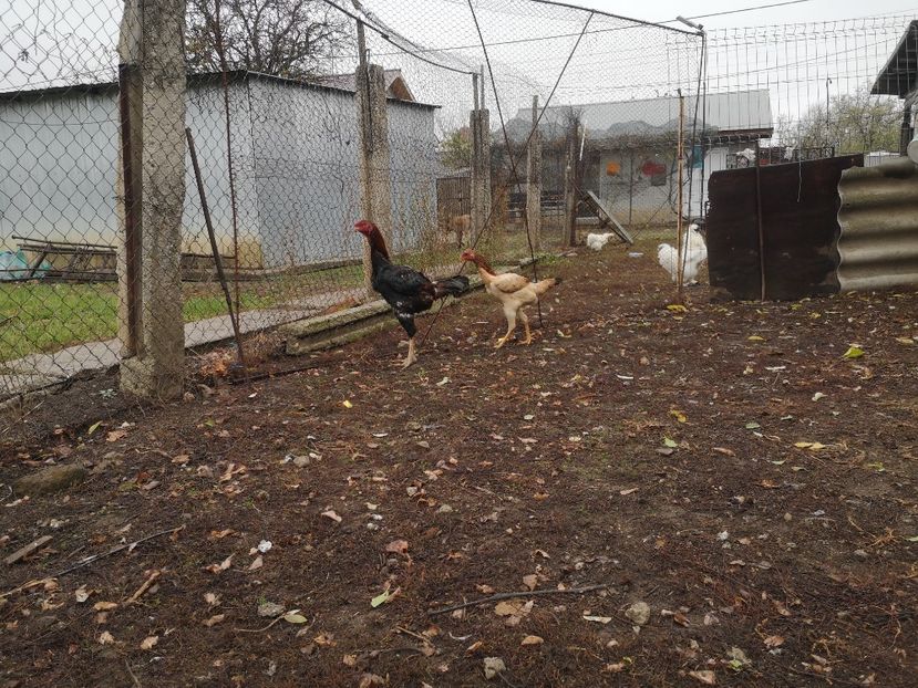  - Combatant malaez 2021-2022