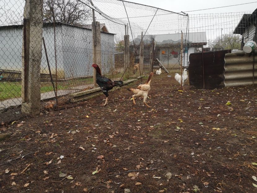  - Combatant malaez 2021-2022