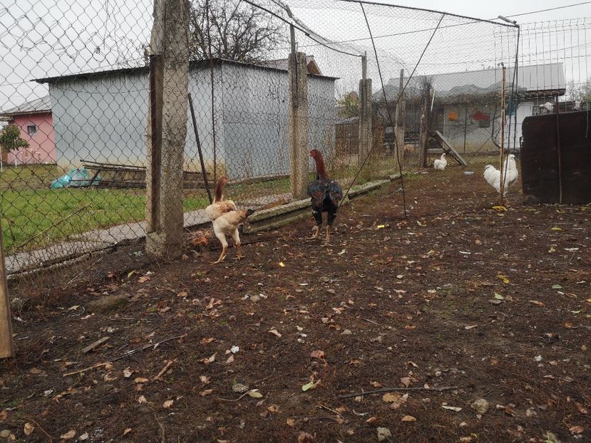  - Combatant malaez 2021-2022