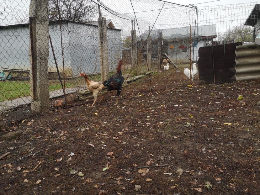  - Combatant malaez 2021-2022