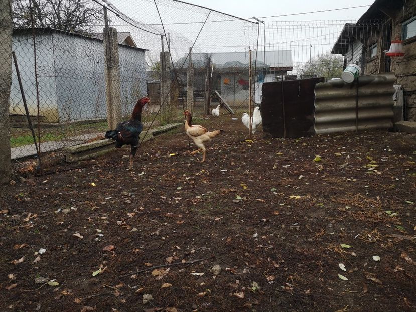  - Combatant malaez 2021-2022