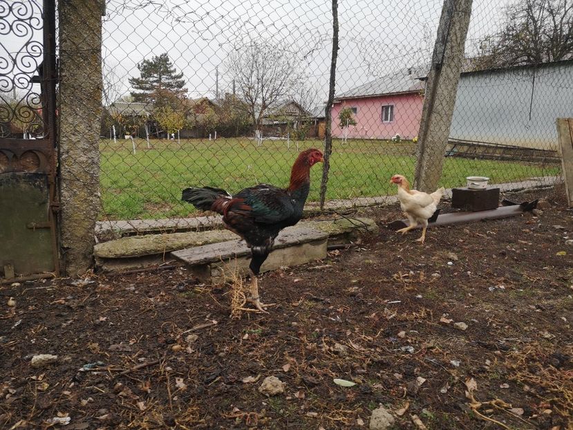  - Combatant malaez 2021-2022