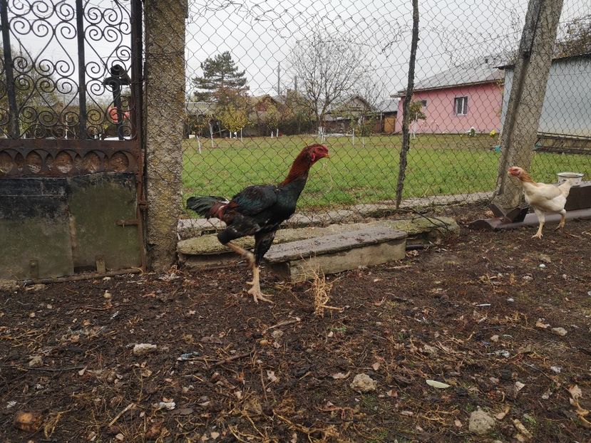  - Combatant malaez 2021-2022