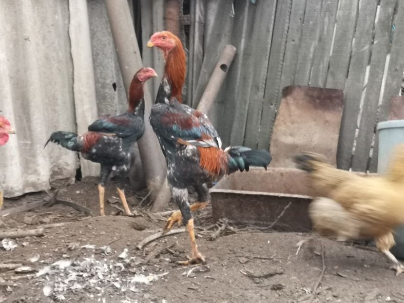  - Combatant malaez 2021-2022