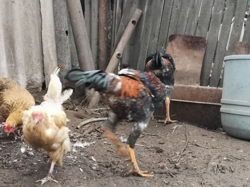  - Combatant malaez 2021-2022