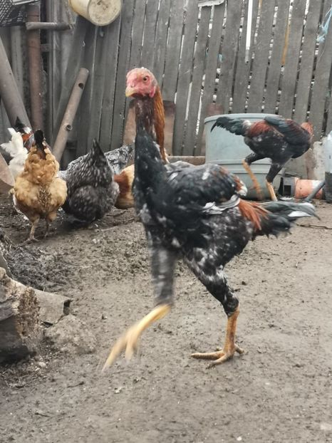  - Combatant malaez 2021-2022