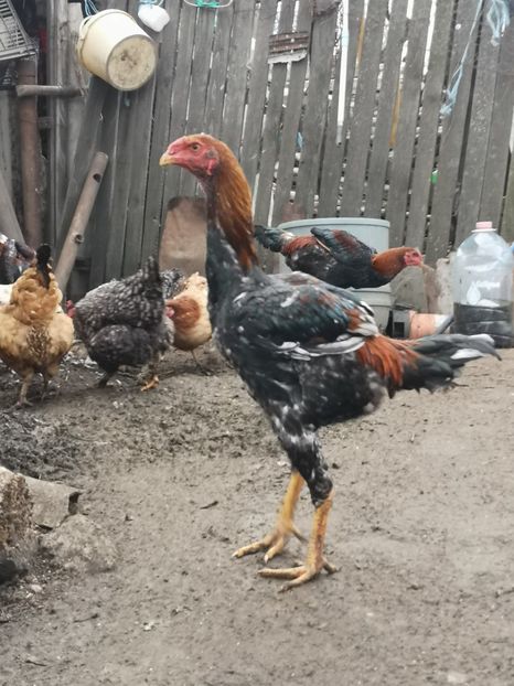  - Combatant malaez 2021-2022