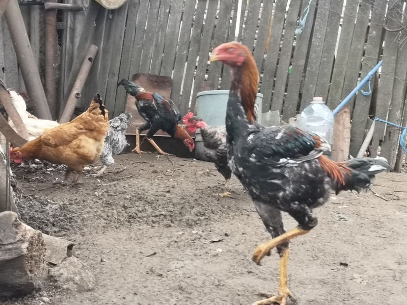  - Combatant malaez 2021-2022