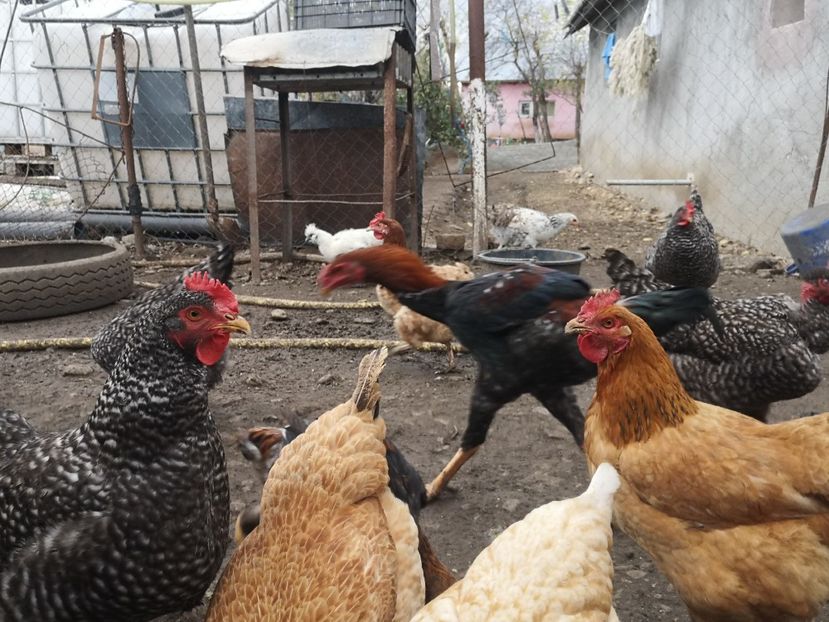  - Combatant malaez 2021-2022