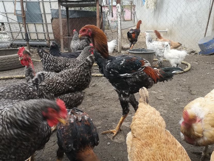  - Combatant malaez 2021-2022