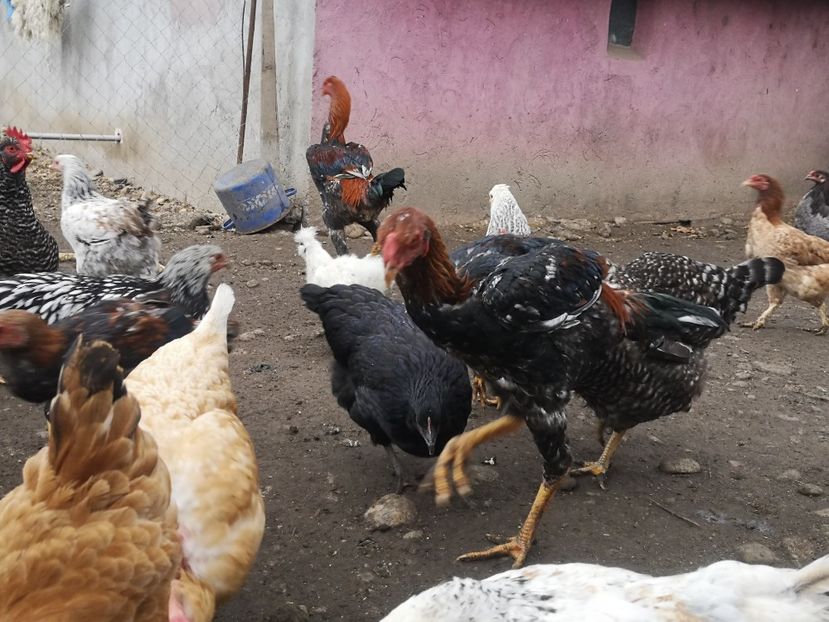  - Combatant malaez 2021-2022