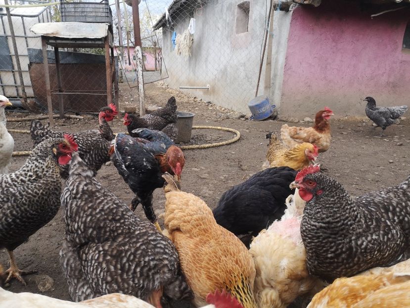  - Combatant malaez 2021-2022