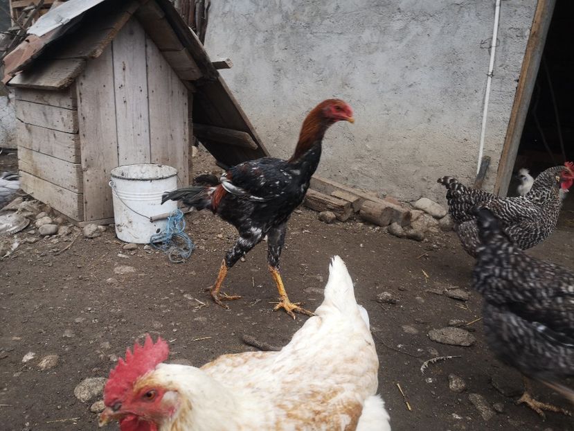  - Combatant malaez 2021-2022