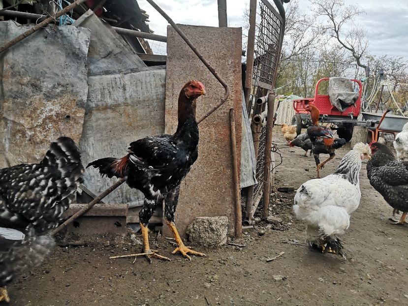  - Combatant malaez 2021-2022