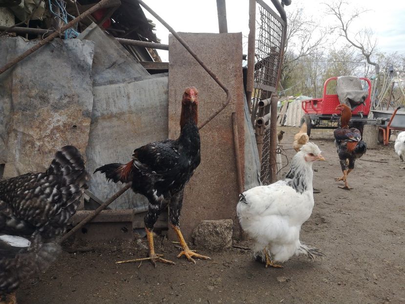  - Combatant malaez 2021-2022