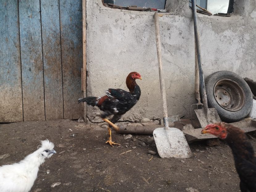  - Combatant malaez 2021-2022