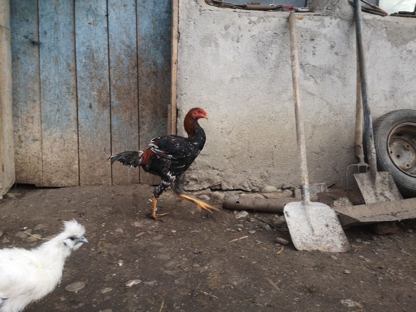  - Combatant malaez 2021-2022