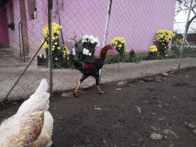  - Combatant malaez 2021-2022