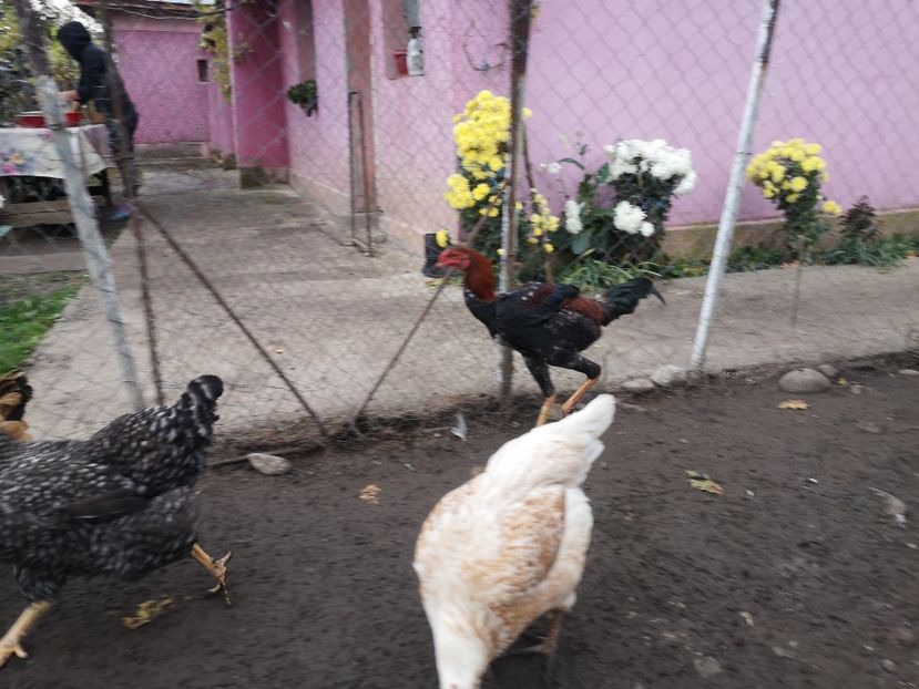  - Combatant malaez 2021-2022