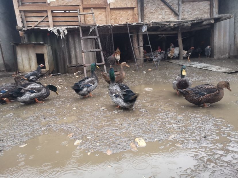  - Rate rouen salbatic-wild 2022