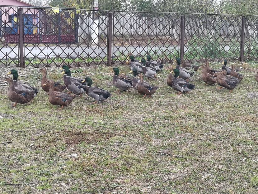  - Rate rouen salbatic-wild 2022