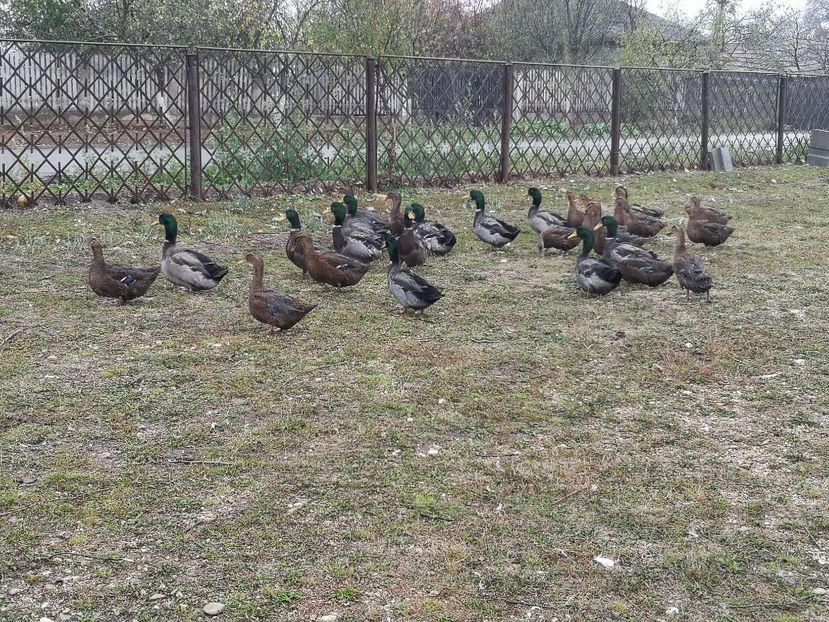  - Rate rouen salbatic-wild 2022