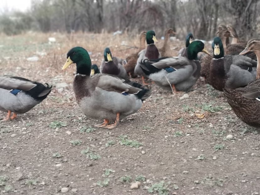  - Rate rouen salbatic-wild 2022