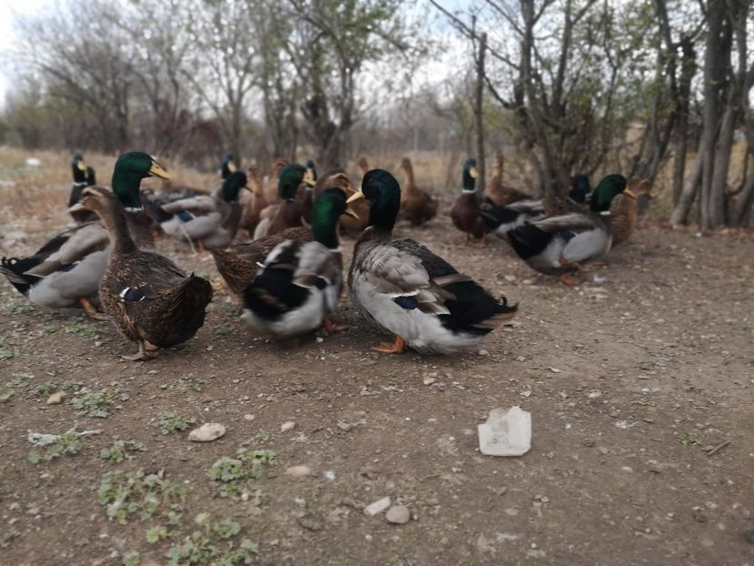  - Rate rouen salbatic-wild 2022