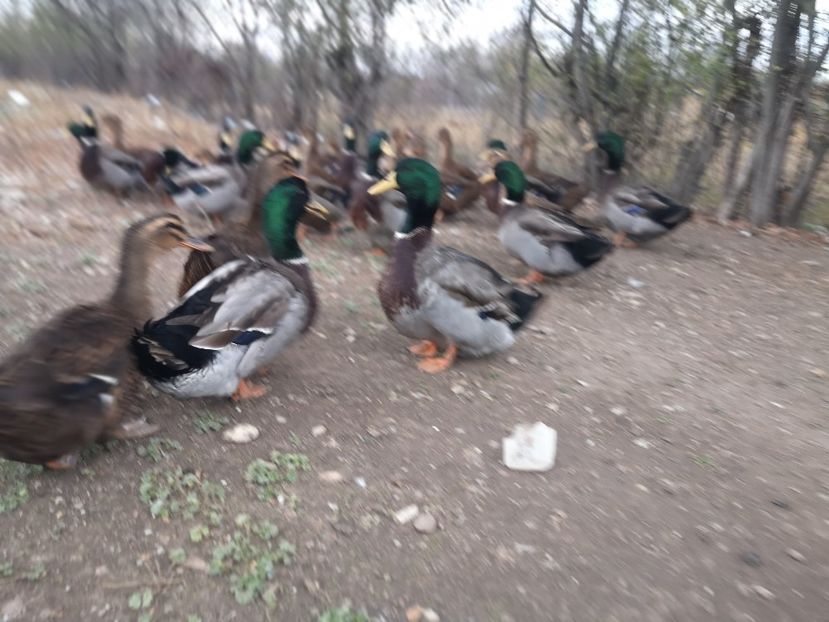  - Rate rouen salbatic-wild 2022