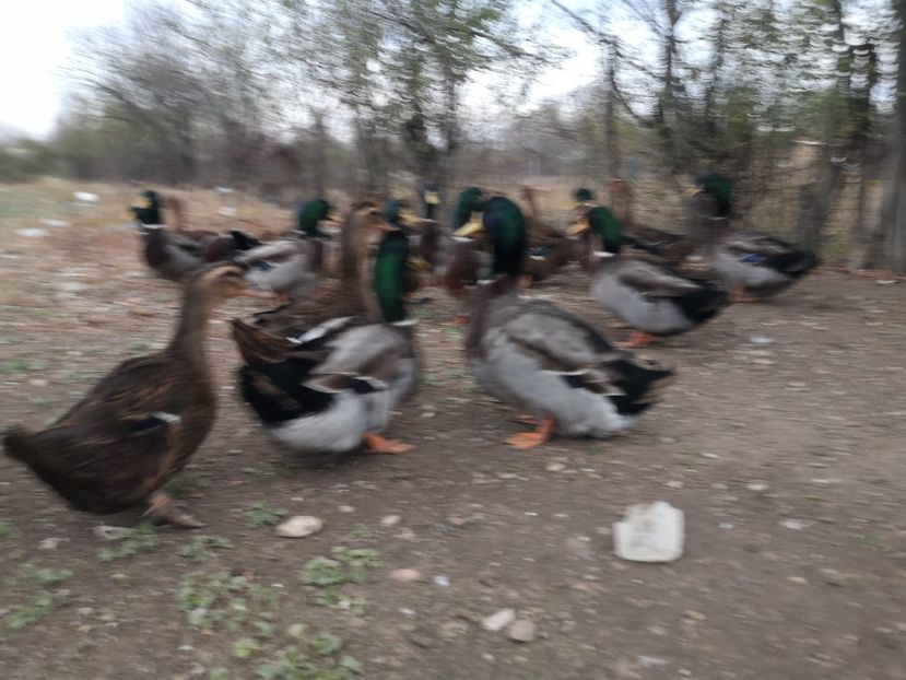  - Rate rouen salbatic-wild 2022