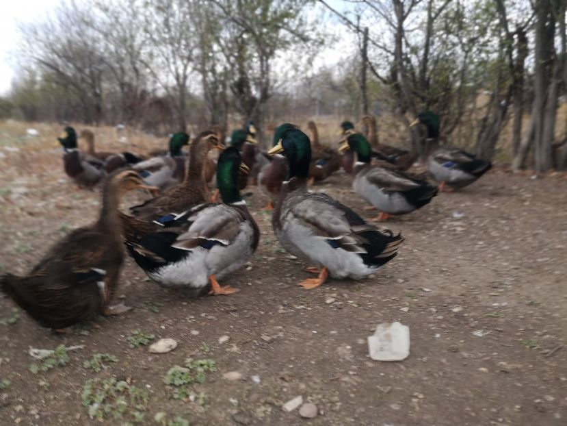  - Rate rouen salbatic-wild 2022