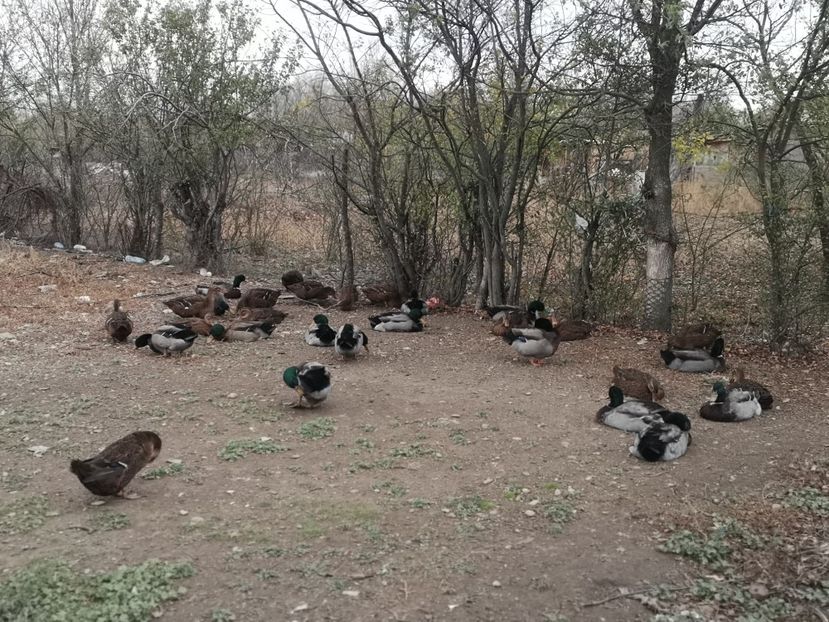  - Rate rouen salbatic-wild 2022