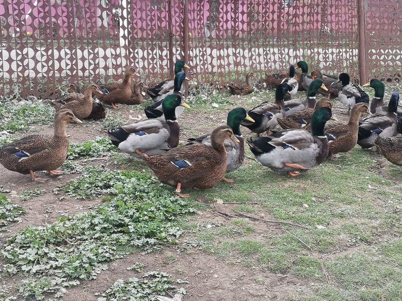  - Rate rouen salbatic-wild 2022