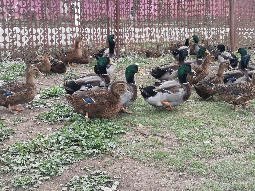  - Rate rouen salbatic-wild 2022