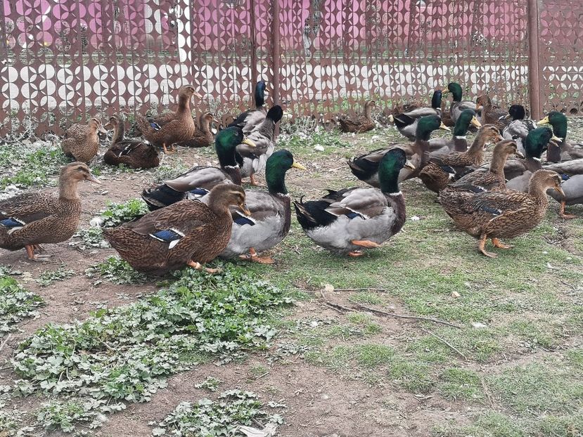  - Rate rouen salbatic-wild 2022