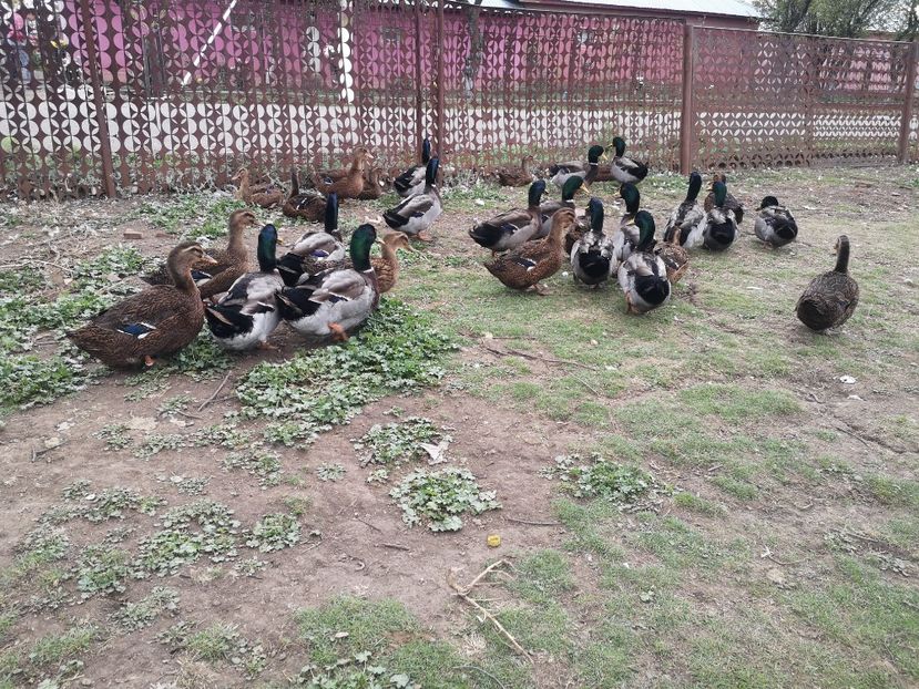  - Rate rouen salbatic-wild 2022