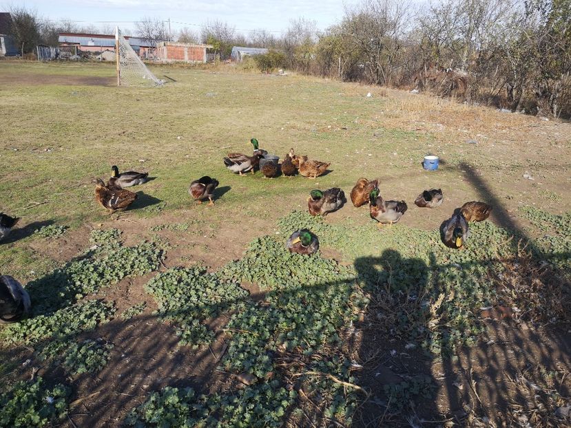  - Rate rouen salbatic-wild 2022