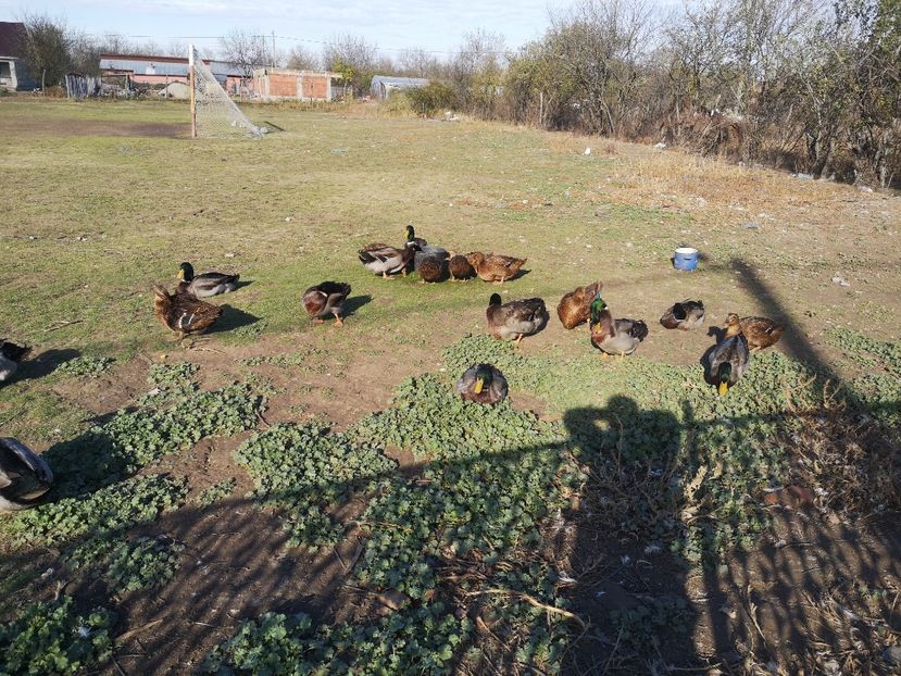  - Rate rouen salbatic-wild 2022