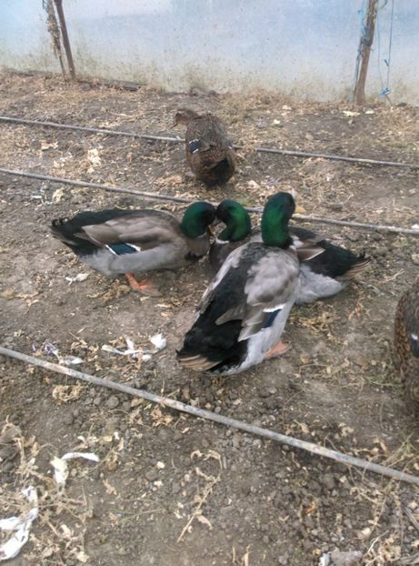 IMG-20221116-WA0008 - Rate rouen salbatic-wild 2022