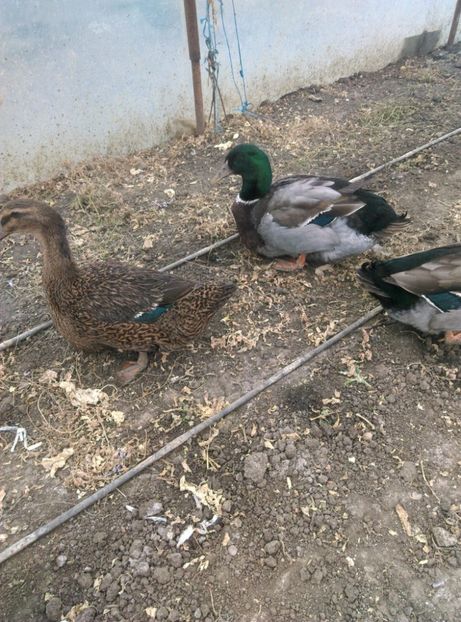 IMG-20221116-WA0007 - Rate rouen salbatic-wild 2022