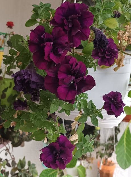  - Linişte şi flori