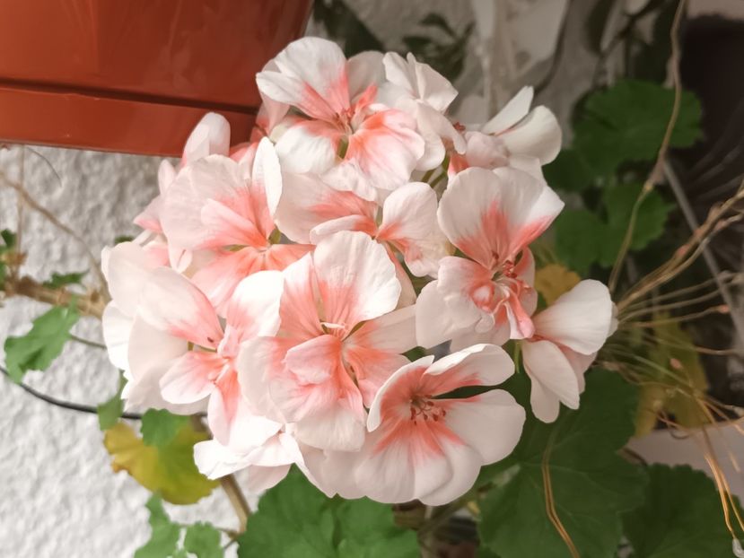  - Linişte şi flori