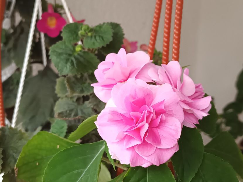  - Linişte şi flori