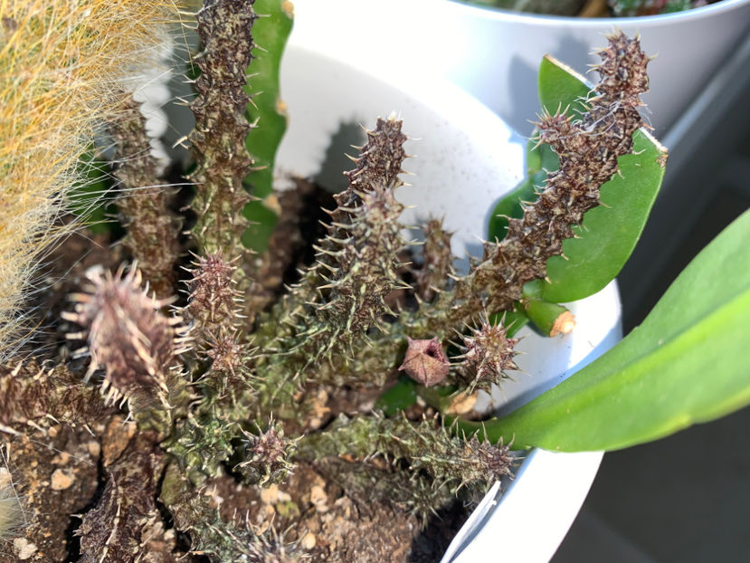  - Plante de interior 2022