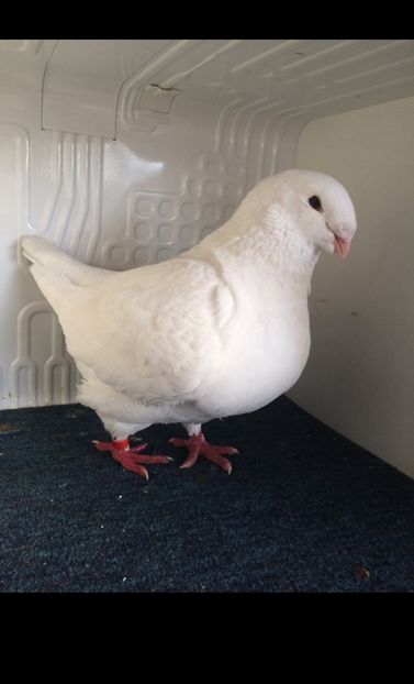 f2019 vanduta - Porumbei vanduti 2017-2025