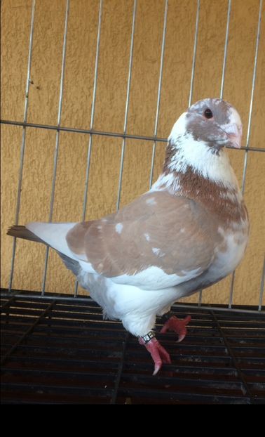 M2022 vandut - Porumbei vanduti 2017-2025