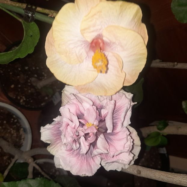 22.11.2022 - HIBISCUSI 2022-7