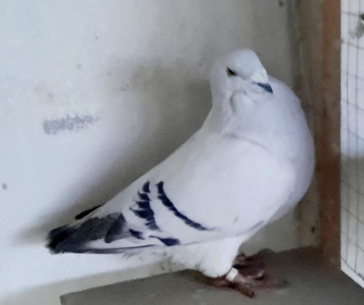  - Voliera